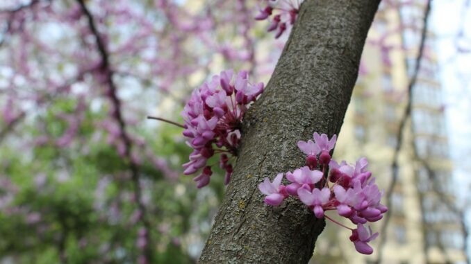 arbre de judée inconvénients